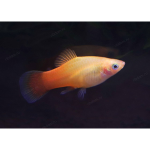 ПЕЦИЛИЯ САНСЕТ