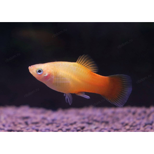 ПЕЦИЛИЯ САНСЕТ