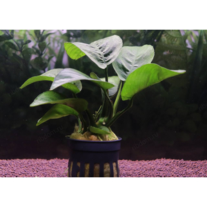 АНУБИАС БАРТЕРИ БАБОЧКА