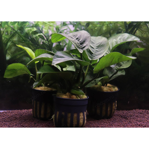 АНУБИАС БАРТЕРИ БАБОЧКА