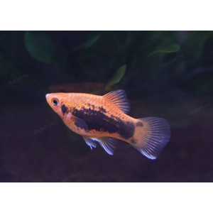 ПЕЦИЛИЯ ТАКСЕДО КРАСНАЯ