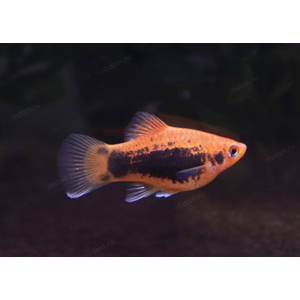 ПЕЦИЛИЯ ТАКСЕДО КРАСНАЯ