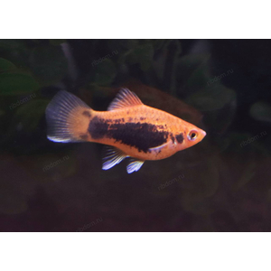 ПЕЦИЛИЯ ТАКСЕДО КРАСНАЯ