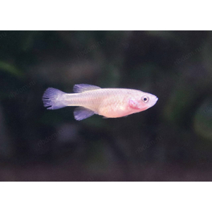 НОТОБРАНХИУС ГЮНТЕРА ЗАНЗИБАР