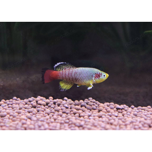 НОТОБРАНХИУС ГЮНТЕРА ЗАНЗИБАР