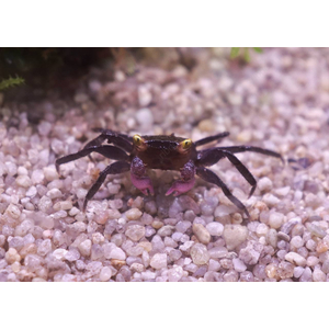 КРАБ ВАМПИР ПУРПУРНЫЙ фиолетовый