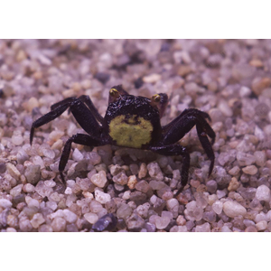 КРАБ ВАМПИР ПУРПУРНЫЙ фиолетовый