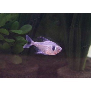 Тетра-фантом (чёрный орнатус, научное наименование — Hyphessobrycon megalopterus) — вид тропических пресноводных лучепёрых рыб из семейства харациновых.