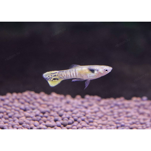 ГУППИ ЭНДЛЕРА ТИГР