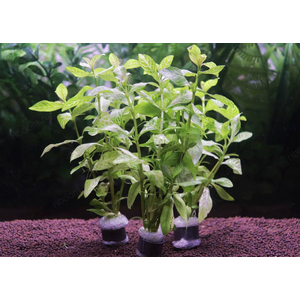 ГИГРОФИЛА УЗОРЧАТАЯ РОЗОВАЯ