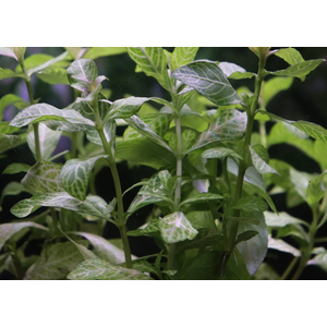 ГИГРОФИЛА УЗОРЧАТАЯ РОЗОВАЯ