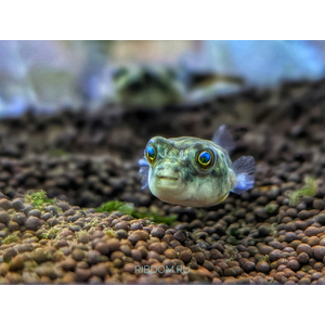 Тетраодон фахака (лат. Tetraodon lineatus) — вид пресноводных и солоноватоводных лучепёрых рыб семейства иглобрюховых. Также известен как африканский скалозуб или нильский тетраодон.