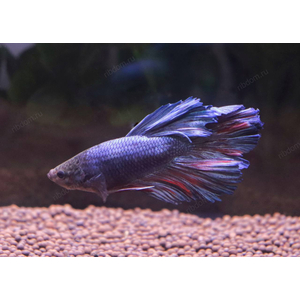 ПЕТУШОК ХАЛФМУН