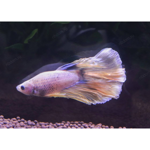 ПЕТУШОК ХАЛФМУН