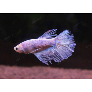 ПЕТУШОК ХАЛФМУН