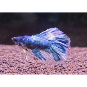 ПЕТУШОК ХАЛФМУН