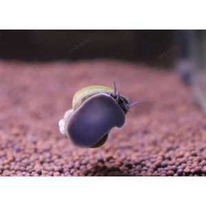 УЛИТКА АМПУЛЯРИЯ ОЛИВКОВАЯ / ЗЕЛЕНАЯ