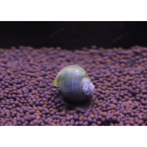 УЛИТКА АМПУЛЯРИЯ ОЛИВКОВАЯ / ЗЕЛЕНАЯУЛИТКА АМПУЛЯРИЯ ОЛИВКОВАЯ / ЗЕЛЕНАЯ