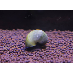 УЛИТКА АМПУЛЯРИЯ ОЛИВКОВАЯ / ЗЕЛЕНАЯ