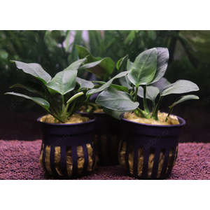 АНУБИАС НАНА ТОЛСТЫЙ ЛИСТ - Anubias nana sp 'thick leaf'