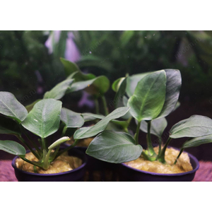 АНУБИАС НАНА ТОЛСТЫЙ ЛИСТ - Anubias nana sp 'thick leaf'