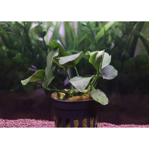 АНУБИАС НАНА ТОЛСТЫЙ ЛИСТ - Anubias nana sp 'thick leaf'