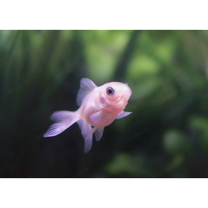 ОРАНДА БЕЛАЯ малёк