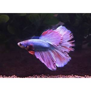 ПЕТУШОК СУПЕР ДЕЛЬТА SP