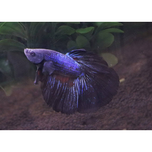 ПЕТУШОК СУПЕР ДЕЛЬТА SP