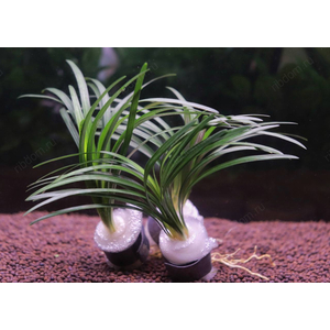 ОФИОПОГОН ПУСИЛЛУС