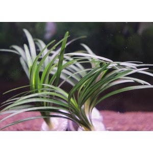 ОФИОПОГОН ПУСИЛЛУС