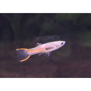 ГУППИ ЭНДЛЕРА КРАСНЫЙ НЕОН (самец/самка)