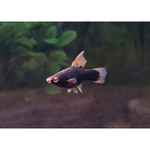 МЕЧЕНОСЕЦ ЧЕРНЫЙ ФЛАГОВЫЙ