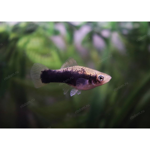 МЕЧЕНОСЕЦ КУБИНСКИЙ ЧЕРНЫЙ