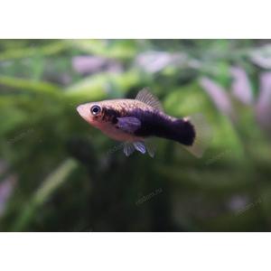 МЕЧЕНОСЕЦ КУБИНСКИЙ ЧЕРНЫЙ