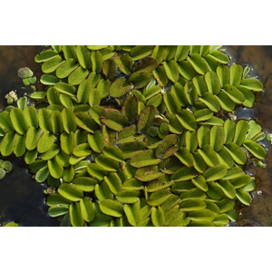 Сальвиния плавающая (лат. Salvinia natans)