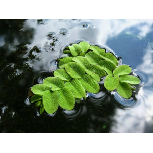 Сальвиния плавающая (лат. Salvinia natans)