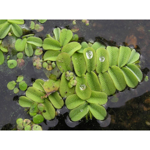 Сальвиния плавающая (лат. Salvinia natans)