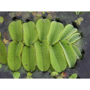 Сальвиния плавающая (лат. Salvinia natans)