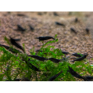 КРЕВЕТКА ЧЕРНЫЙ ШОКОЛАД - Neocaridina davidi - Black Choco Shrimp
