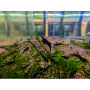 КРЕВЕТКА ЧЕРНЫЙ ШОКОЛАД - Neocaridina davidi - Black Choco Shrimp