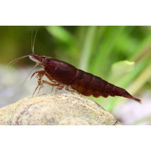 КРЕВЕТКА ЧЕРНЫЙ ШОКОЛАД - Neocaridina davidi - Black Choco Shrimp