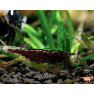 КРЕВЕТКА ЧЕРНЫЙ ШОКОЛАД - Neocaridina davidi - Black Choco Shrimp