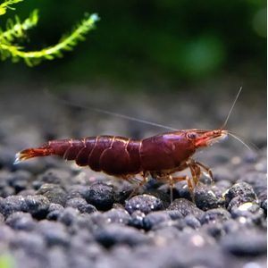КРЕВЕТКА ЧЕРНЫЙ ШОКОЛАД - Neocaridina davidi - Black Choco Shrimp