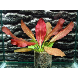 Растение на кочке ЭХИНОДОРУС КРАСНЫЙ БРИЛЛИАНТ - Echinodorus «Red Diamond»