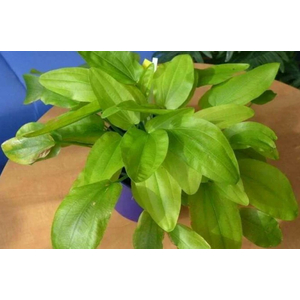 Растение на кочке ЭХИНОДОРУС АШЕРСОНА