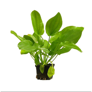 Растение на кочке ЭХИНОДОРУС АШЕРСОНА