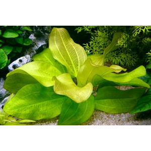 Растение на кочке ЭХИНОДОРУС АШЕРСОНА