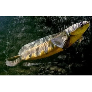 ЗМЕЕГОЛОВ ИМПЕРАТОРСКИЙ ЖЕЛТЫЙ - Channa marulioides Yellow Sentarum