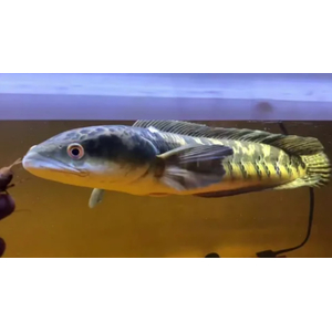 ЗМЕЕГОЛОВ ИМПЕРАТОРСКИЙ ЖЕЛТЫЙ - Channa marulioides Yellow Sentarum